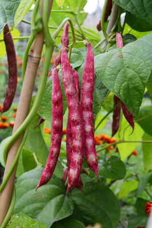 Red cranberry bean pods, borlotti beans, hang on vines supported by a bamboo cane wigwam