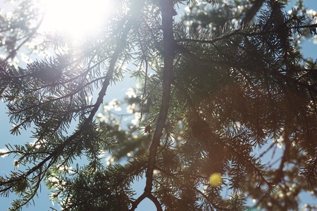 Colorado tree with sunlightの素材