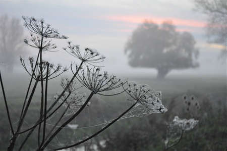 Cowslips with cobwebs and misty sunsetの写真素材