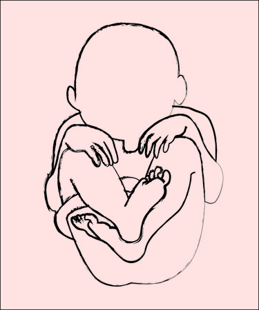 Fetus in a Wombのイラスト素材