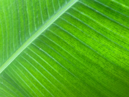 Full frame shot of green banana tree leaf background, banana leaf texture.