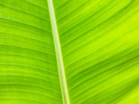 Close-up of natural green banana leaf texture.  Banana leaf background in full frame shot.