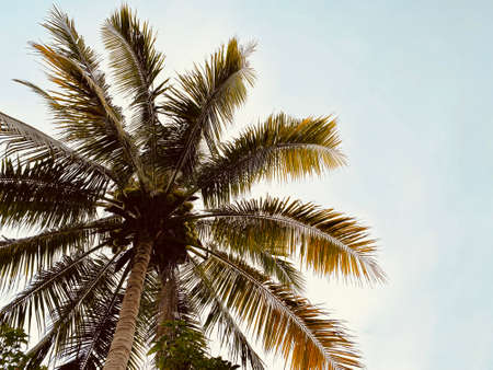 Coconut tree with its fruits.の写真素材
