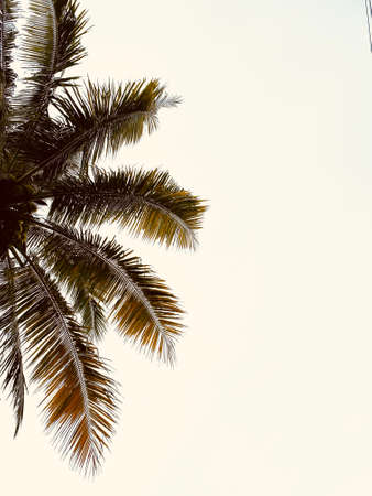 Coconut tree with its fruits.