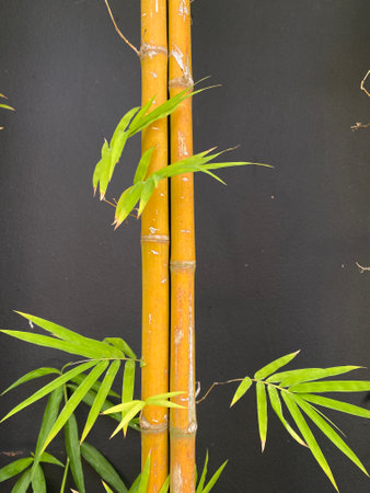 Bamboo on black background, stock photo for design and decoration.