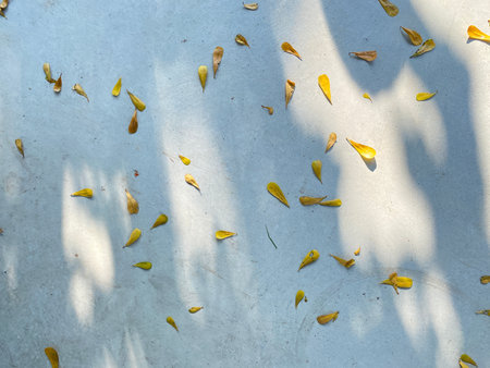 Yellow leaves on the cement floor with shadow of tree in garden.の写真素材