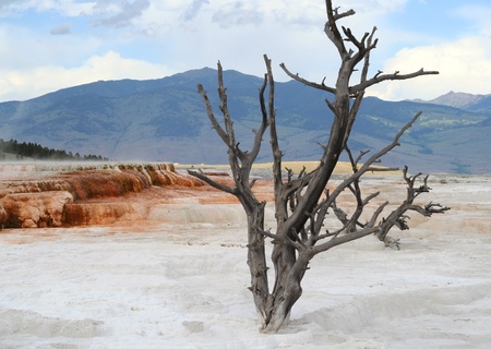 Yellowstone. Dead tree.の写真素材
