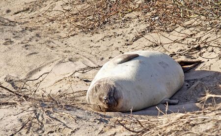 Yong elephant seal sleeping at sand beachの写真素材