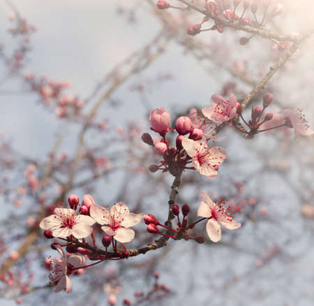 Pink blossom tree branch on spring blue sky backgroundの写真素材