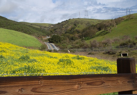Spring landscape with green hills, yellow flowers and wooden fence.の写真素材
