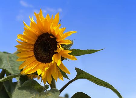 Bright sunflower on summer blue sky backgroundの写真素材