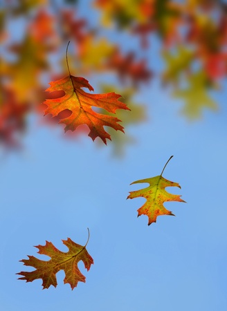 Colorful autumn leaves fall on blurred background 