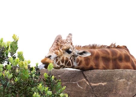 Closeup of giraffe trying to reach plant with his tongue. Isolated. の写真素材