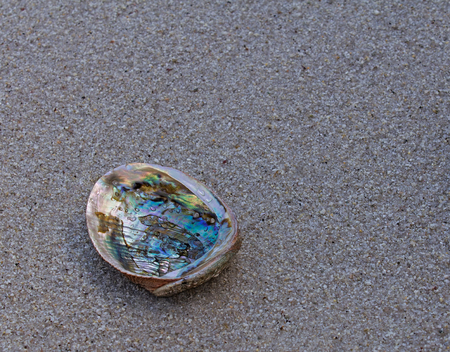 Closeup of abalone shell on wet sandの写真素材