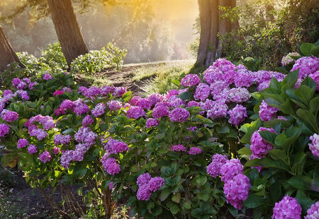 Park with hortenzia flowers and trees in evening lightの写真素材