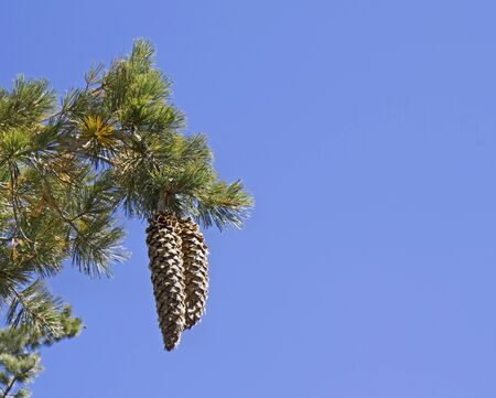 Two huge Sugar pine (Pinus lambertiana) cones on blue sky backgroundの写真素材