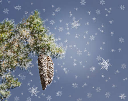 Pine branch with cones on christmas background with snowflakesの写真素材