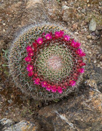 Blooming cactus Mammillaria hahniana "Old Lady Cactus"の写真素材