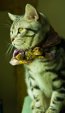 catの写真素材