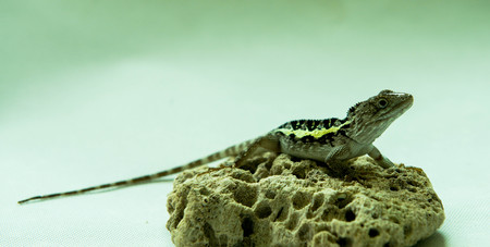 lizard