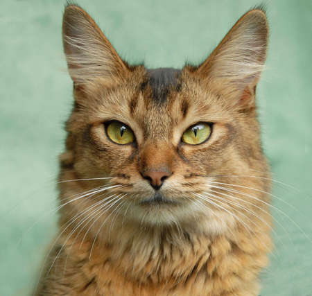 usual somali cat portrairの写真素材