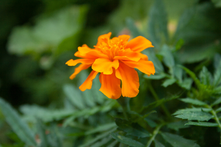 Orange flowerの写真素材