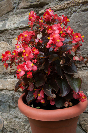 Flowerpotの写真素材