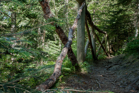 Through the forestの写真素材