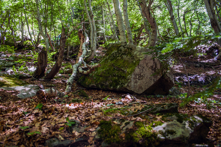 Rock in the forestの写真素材