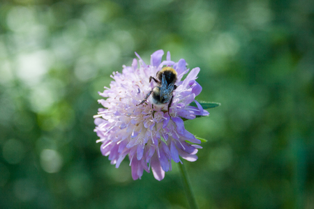 Bee on a flowerの写真素材