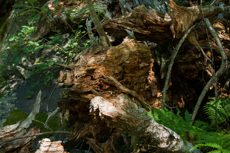 Dead treeの写真素材