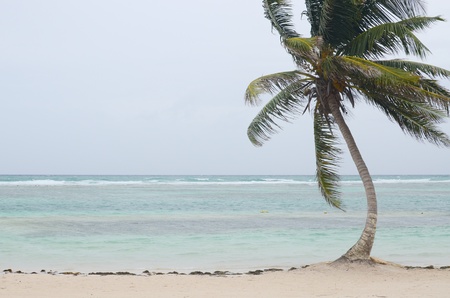 A lone palm tree sways in the winds on the coast of southeastern Mexico  の写真素材