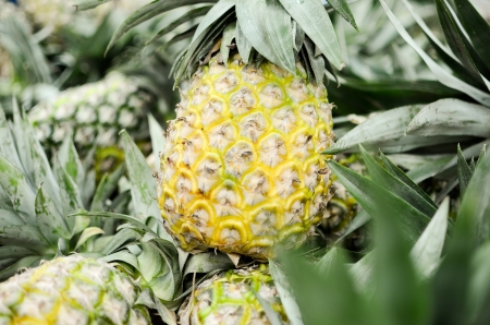 Yellow pineapple  の写真素材