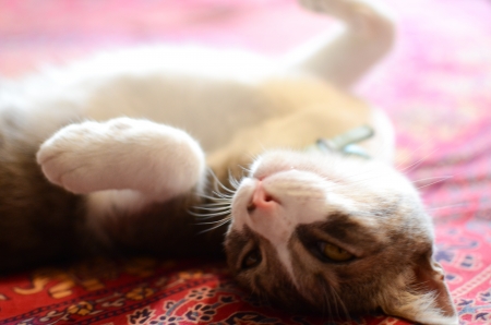 A young cat enjoying an afternoon nap  の写真素材