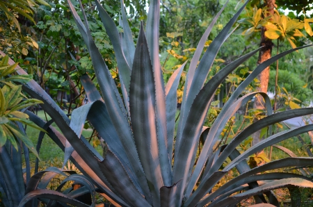 Blue Agave cactus bathed in evening light  の写真素材