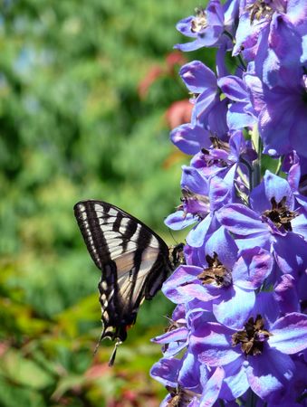 zebra swallowtail butterfly in profile on blue Delphinium flowersの写真素材