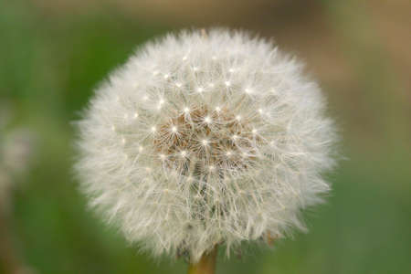 Dandelion Clock
