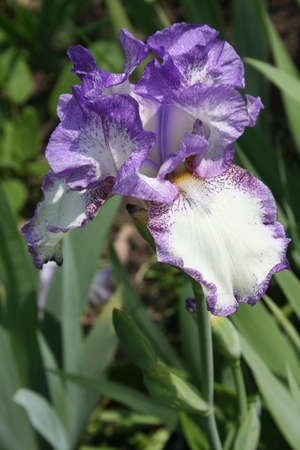 Iris