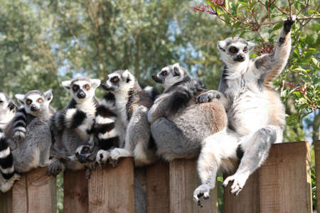 On The Fenceの写真素材