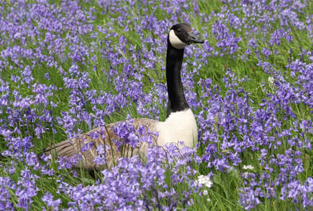 Goose And Bluebellsの写真素材