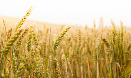 Through the barley field