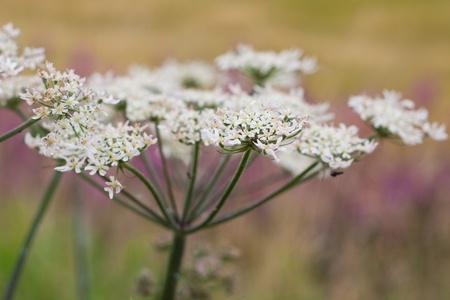 Summer cow parsley
