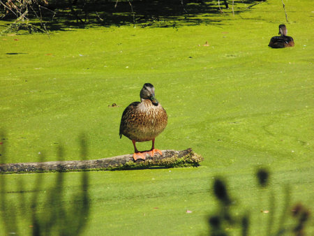 Duck on a logの写真素材