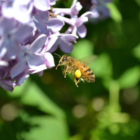 Flying bee harvesting nectar from flower