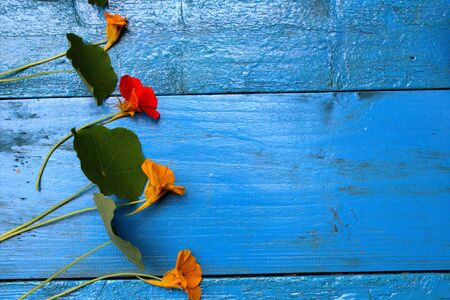 Beautiful blue wooden background with fresh colorful flowersの写真素材