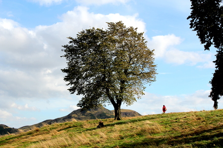 The tree in the center of the Calton hill in Edinburghの写真素材