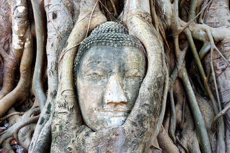 Head of Buddha appear in the tree thailandの写真素材