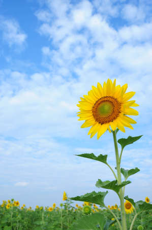 Sunflower Saraburiの写真素材