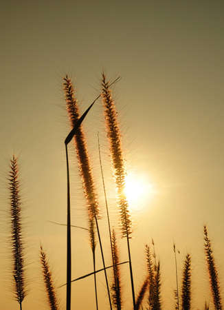 bloom  grass and sunsetの写真素材