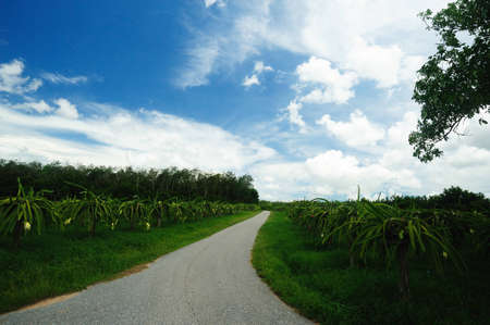 Plant nursery of organic vegetableの写真素材